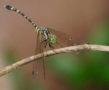 Image of Common Archtail