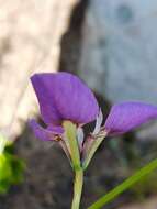 Image of Moraea caeca Barnard ex Goldblatt