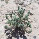 Image of Mexican cryptantha