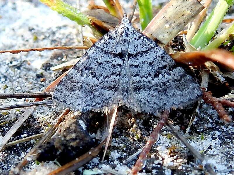 Image of Dichromodes obtusata Walker 1861