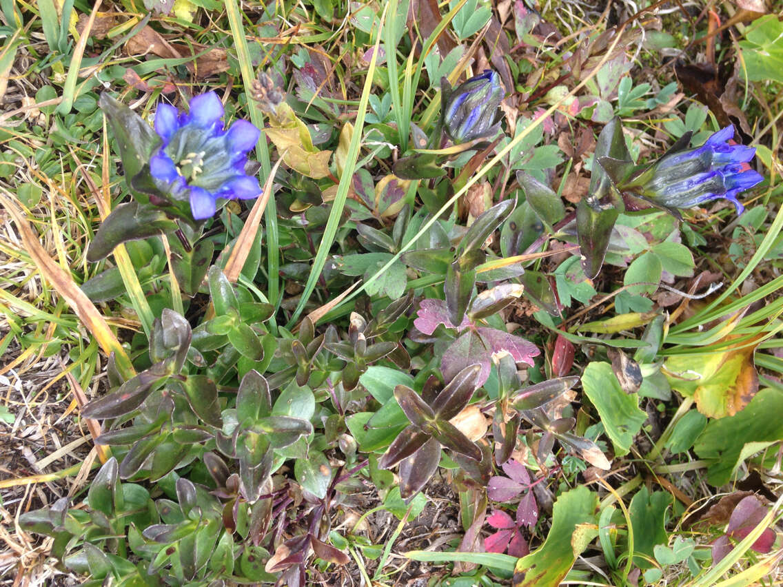 Image of Parry's gentian