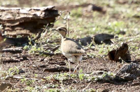 Image of Temminck's Courser