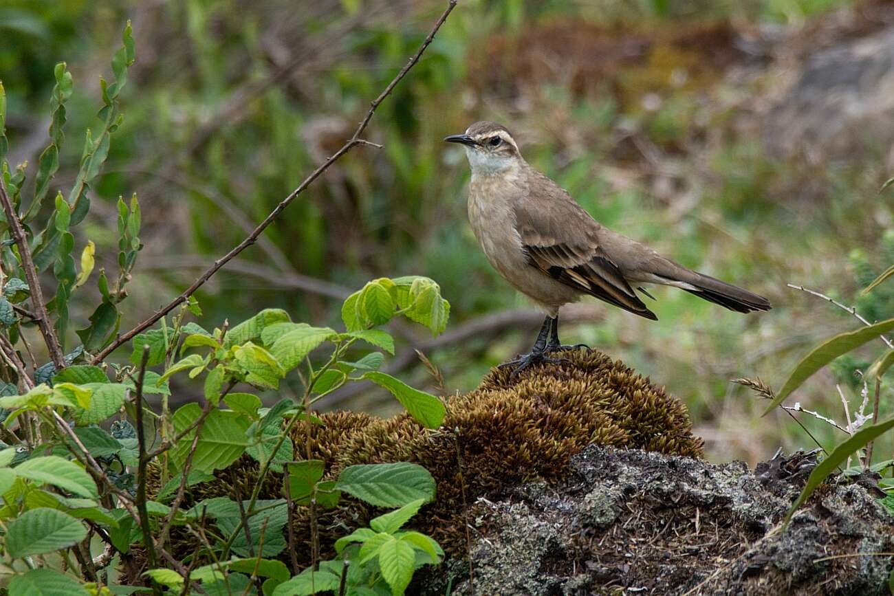 Image of Long-tailed Cinclodes