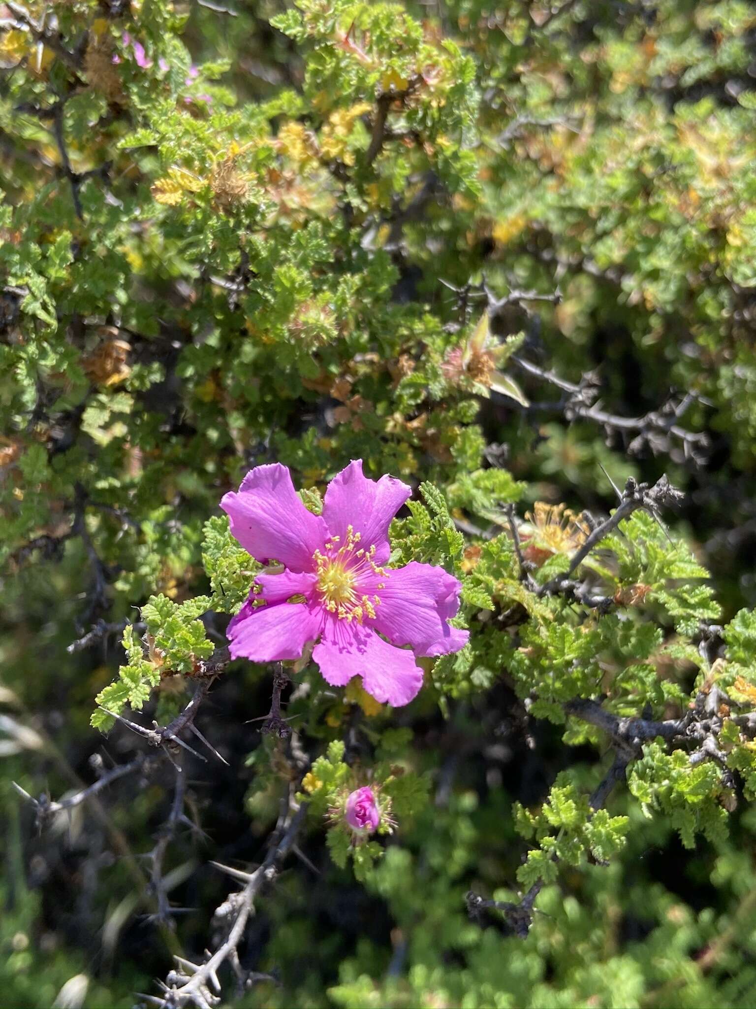 Rosa minutifolia Parry的圖片