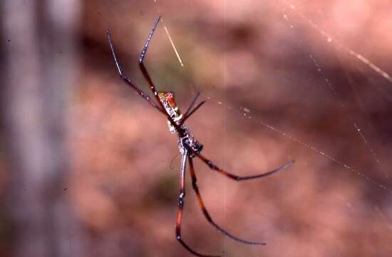 Image of Trichonephila inaurata (Walckenaer 1841)