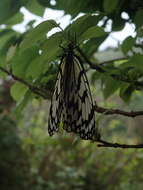 Image of Idea leuconoe clara Butler 1867