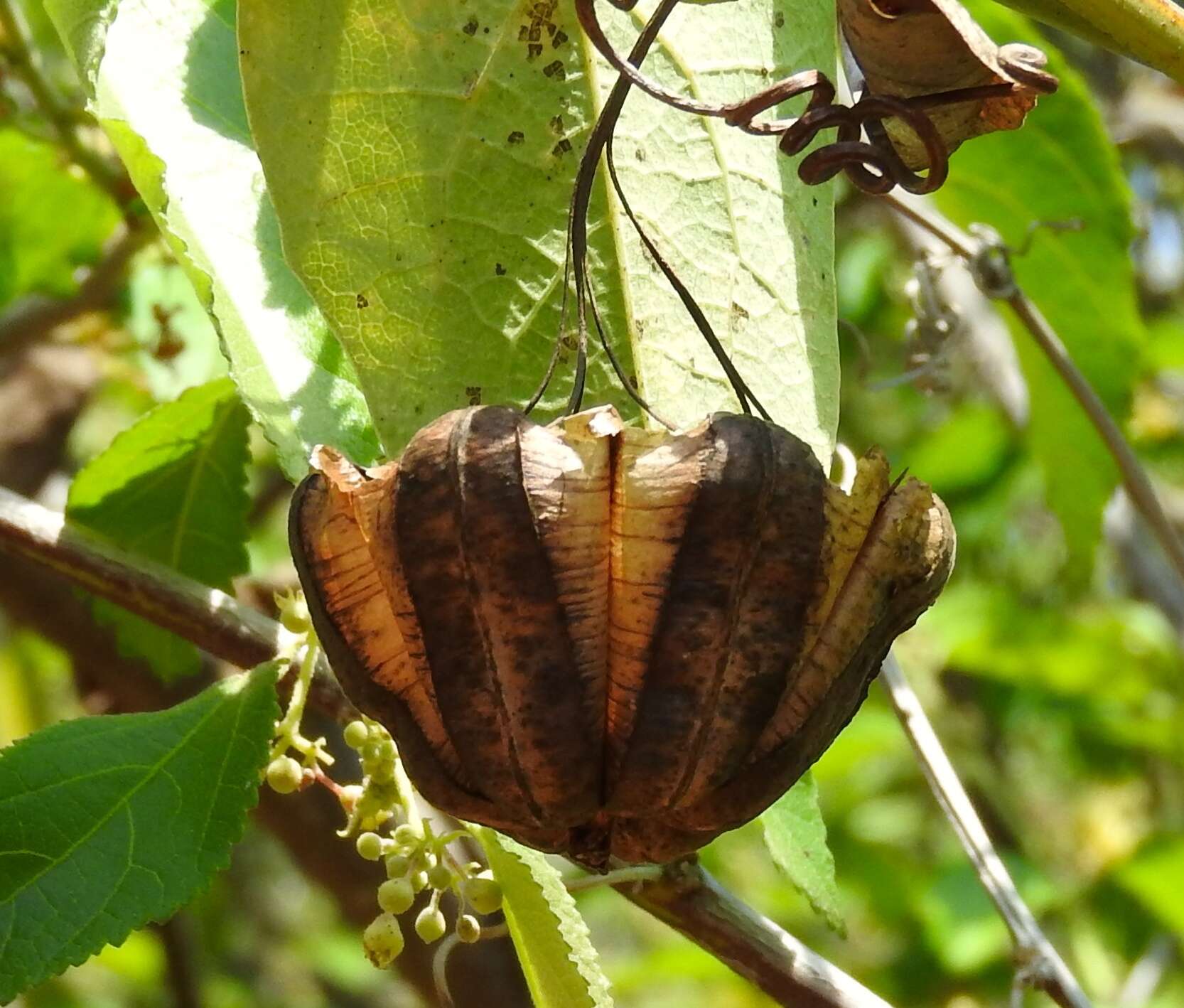 Image of Aristolochia taliscana Hook. & Arn.