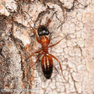 Image of Opisthopsis rufithorax Emery 1895