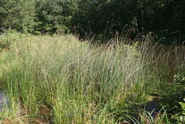 Image of slender bulrush