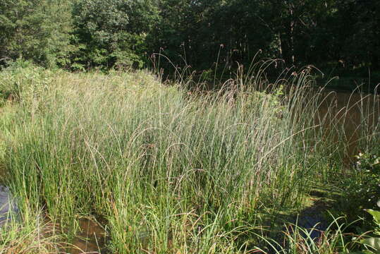 Image of slender bulrush