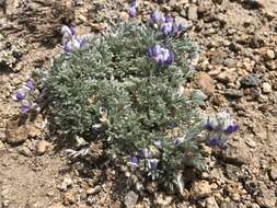 Image of matted lupine