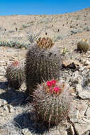 Image of Ferocactus gracilis subsp. gatesii (G. E. Linds.) N. P. Taylor