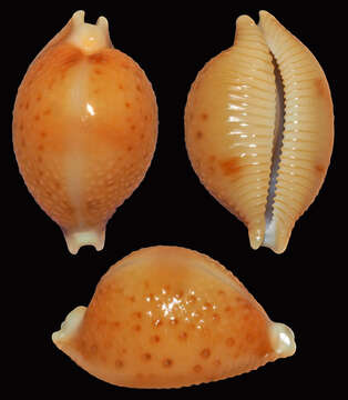 Image of treblespotted cowrie