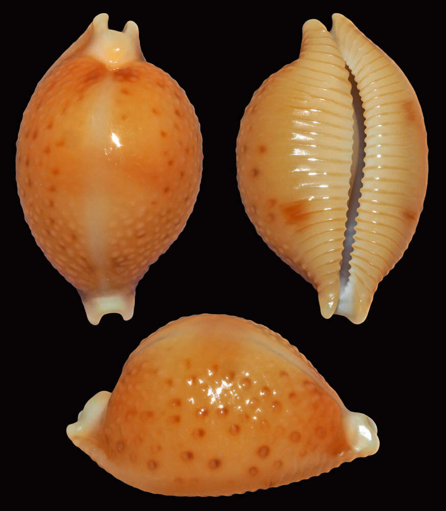 Image of treblespotted cowrie