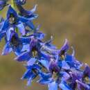 Delphinium dubium (Rouy & Fouc.) Pawl.的圖片