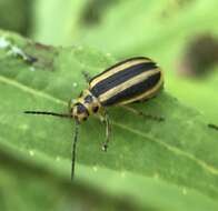 Image of Trirhabda virgata J. L. Le Conte 1865