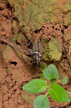 Teleogryllus (Macroteleogryllus) mitratus (Burmeister & H. 1838) resmi