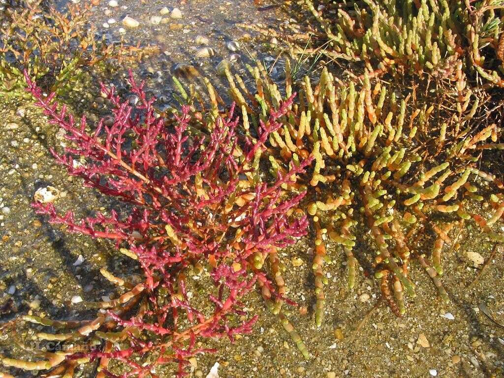 Sivun Salicornia ramosissima J. Woods kuva