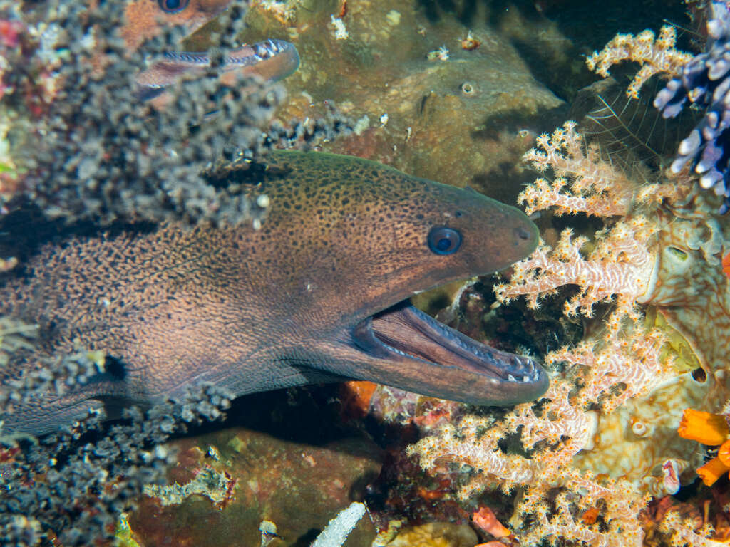 Image of Giant moray