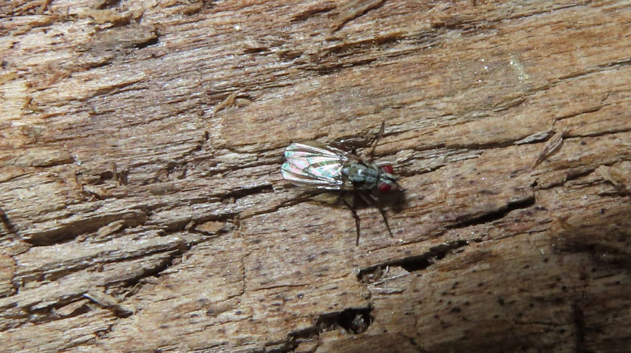 Eustalomyia vittipes (Zetterstedt 1845)的圖片