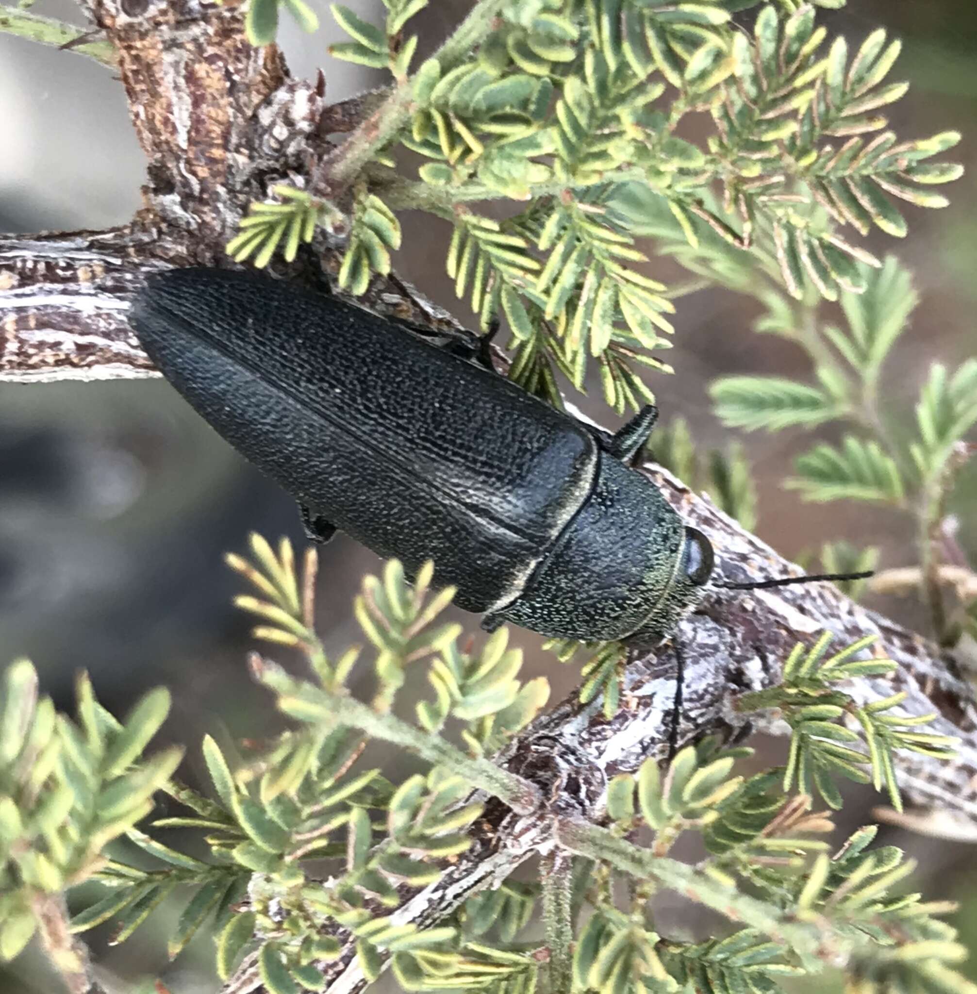 Image of Hippomelas planicauda Casey 1909