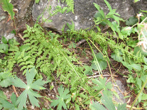 Image of New Mexico cliff fern