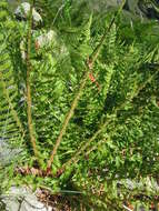 Image of Dryopteris oreades Fomin