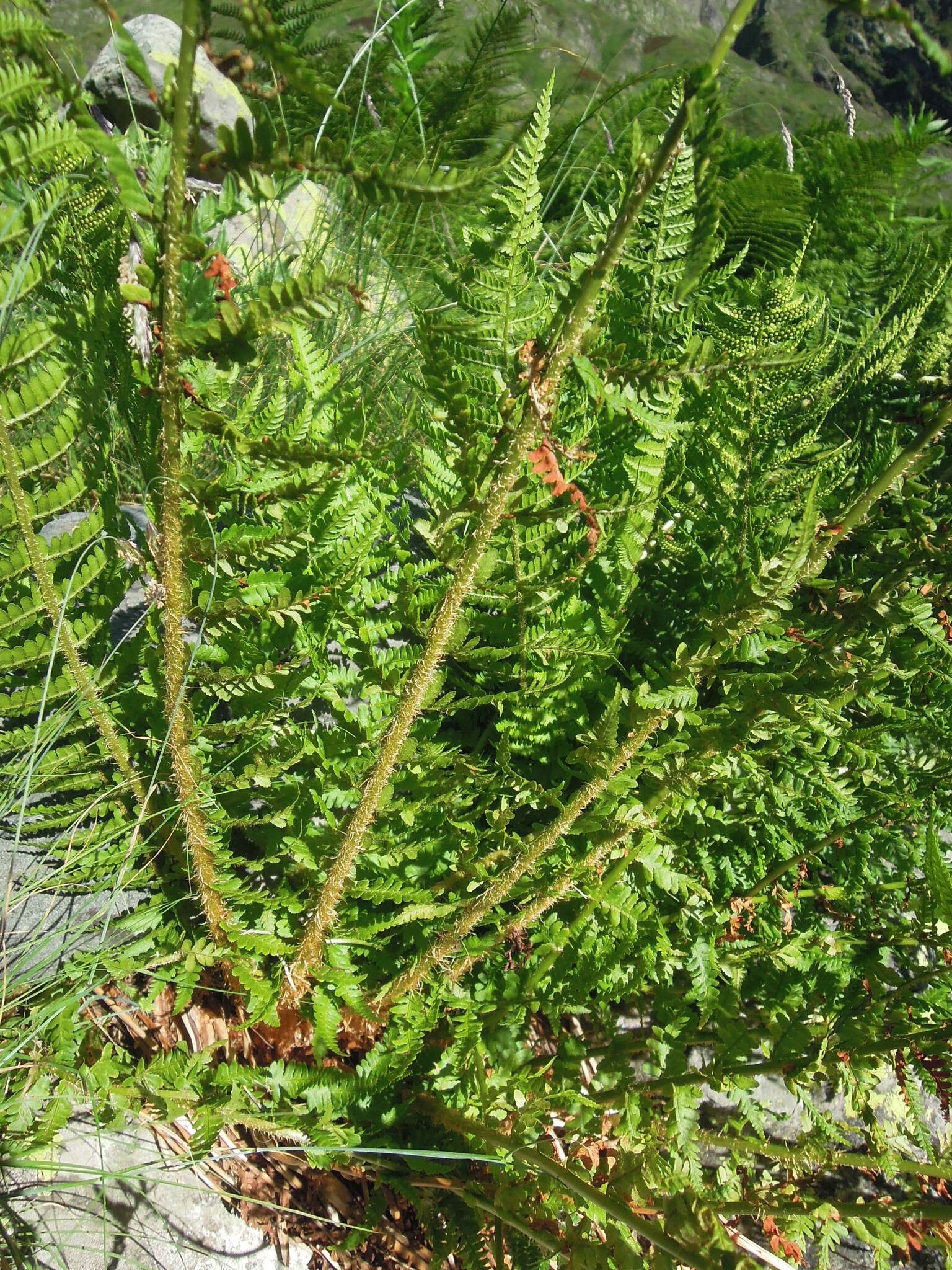 Imagem de Dryopteris oreades Fomin