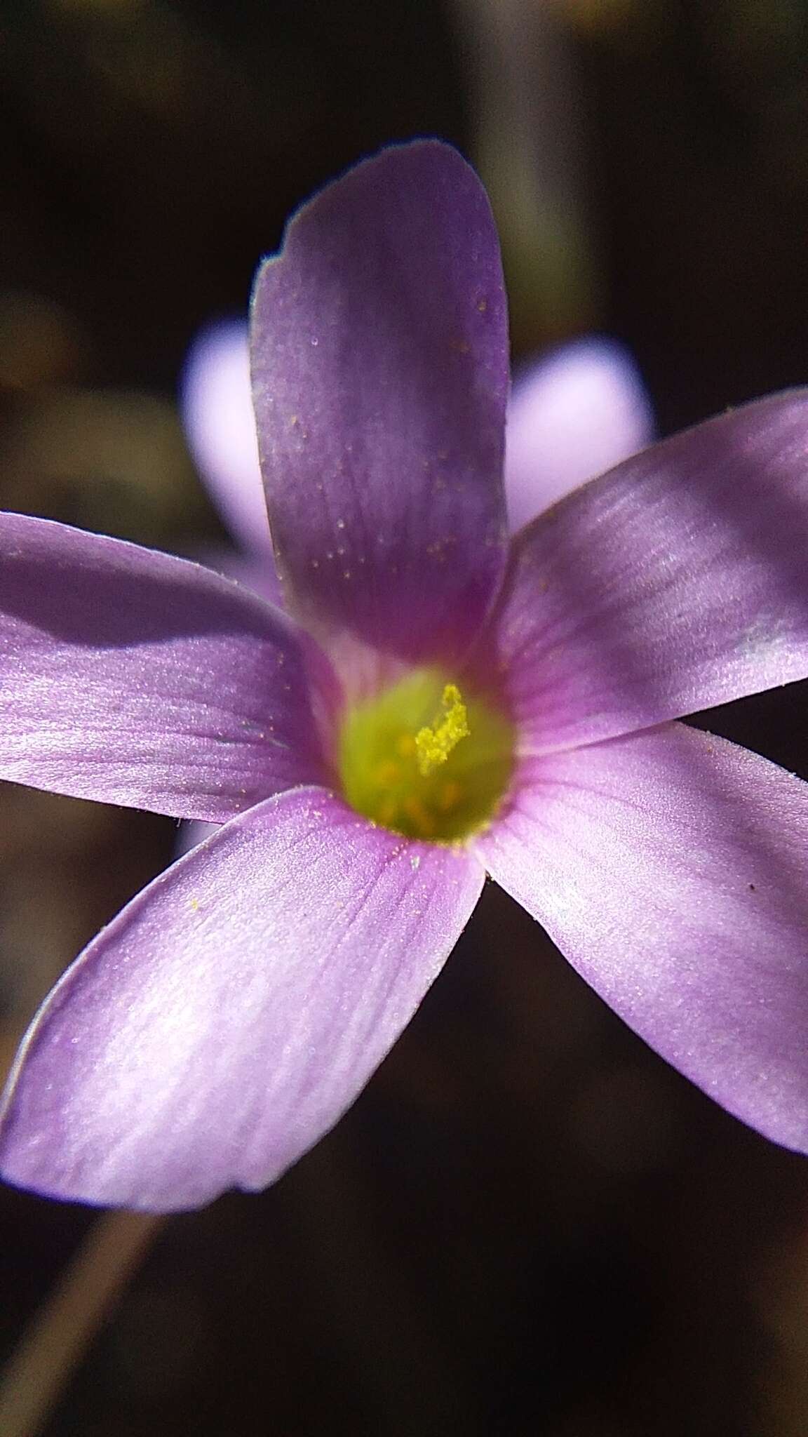 Image of Oxalis livida var. altior T. M. Salter