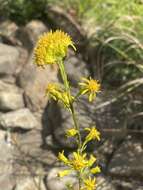 Image of sand goldenrod