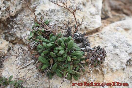 Image of Limonium planesiae Pignatti