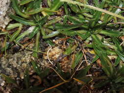 Plantago tubulosa Decne. resmi