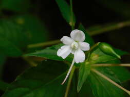 Image of Impatiens platypetala subsp. nematoceras (Miq.) Steen.