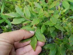 صورة Vaccinium myrtilloides Michx.