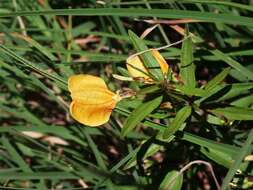 Pigea stellarioides (Domin) P. I. Forst. resmi