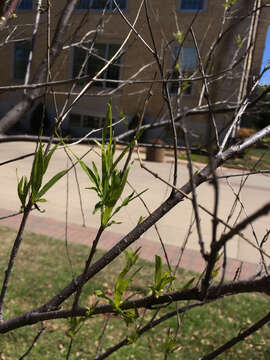 Image of desert willow