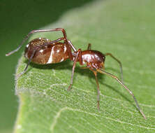 Image of Myrmecotypus lineatus (Emerton 1909)