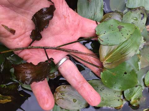 Image of Spotted Pondweed