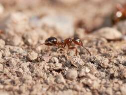 Imagem de Formica subpolita Mayr 1886