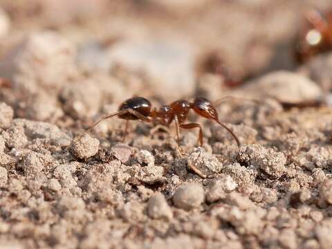 Слика од Formica subpolita Mayr 1886