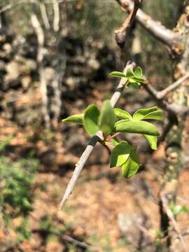 Image of Sweet-root corkwood