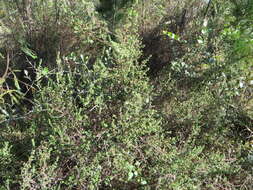 Image of Cliffortia filicaulis var. filicaulis