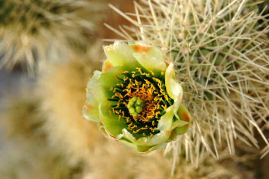 Image of teddybear cholla