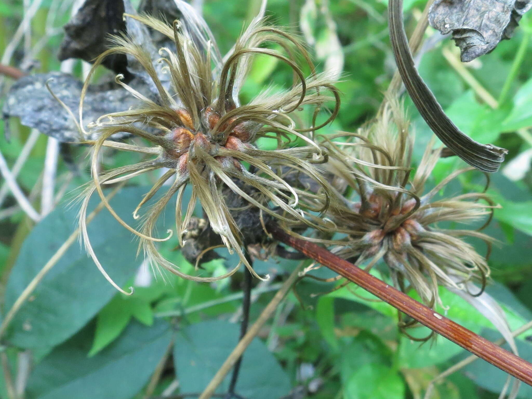 Imagem de Clematis fusca Turcz.