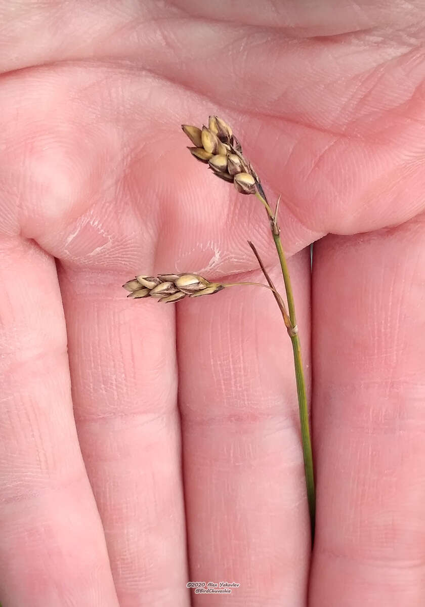 Image of Loose-flowered alpine sedge