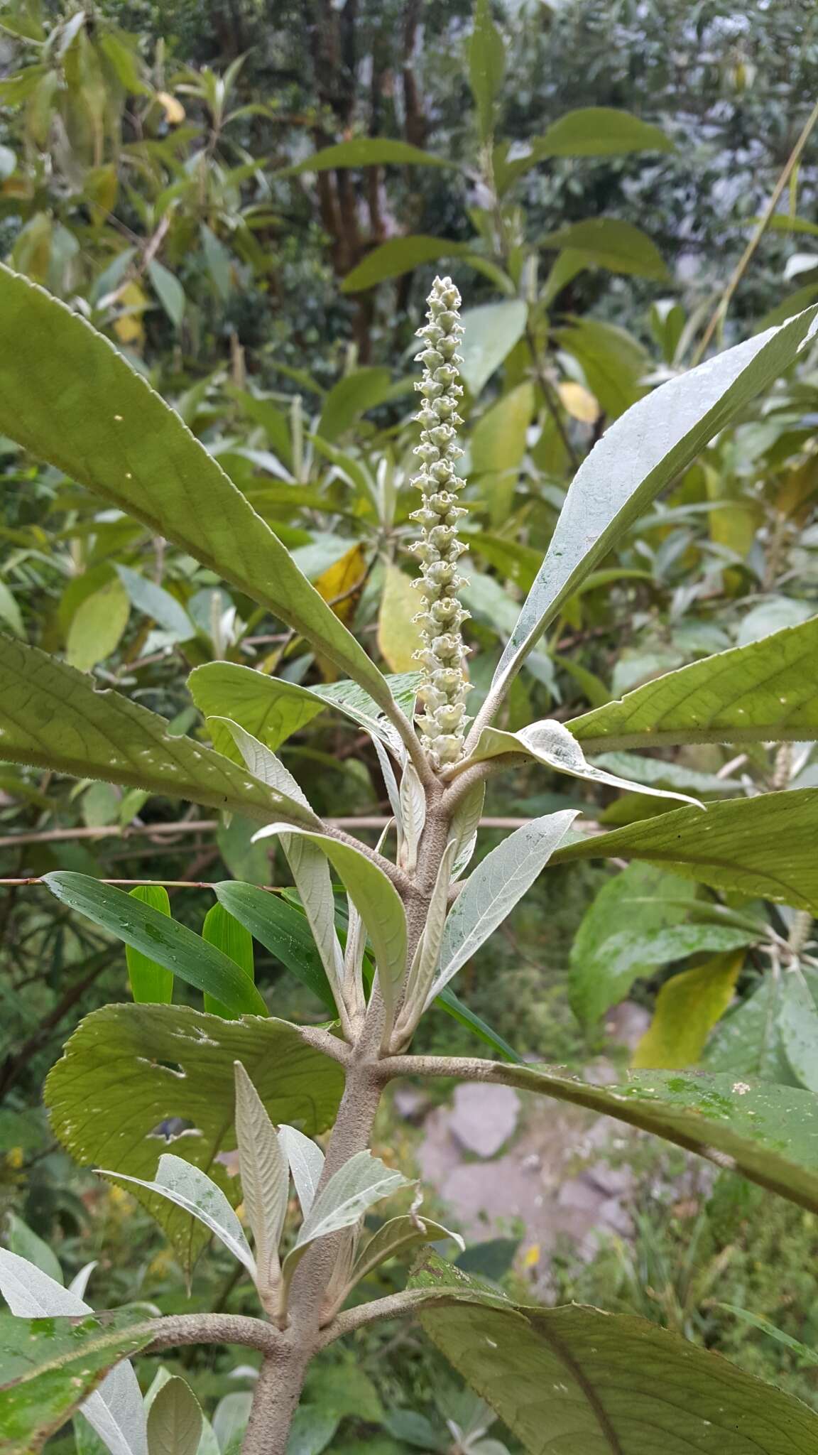 Image of Leucosceptrum canum Sm.