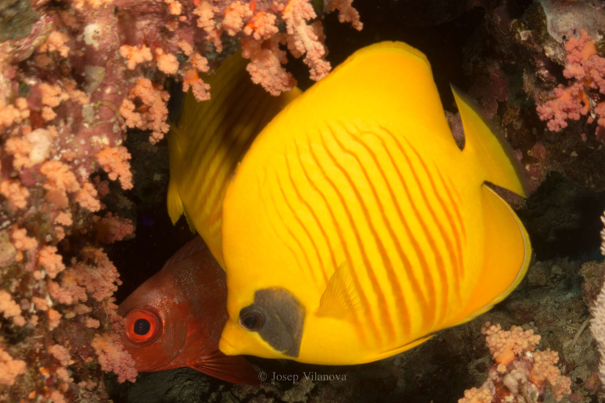 Image of Addis Butterflyfish