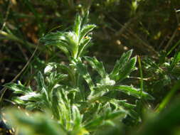 Image de Sideritis fruticulosa Pourr.