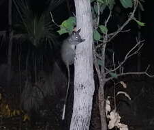 Image of Black-footed Mesembriomys