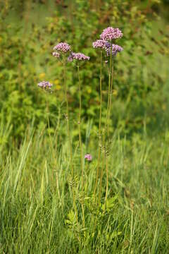 Plancia ëd Valeriana amurensis P. Smirn. ex Kom.